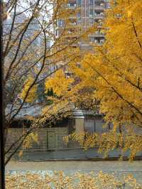 🍂 黃金城道步道｜銀杏滿開的季節 Manner有最佳窗景！