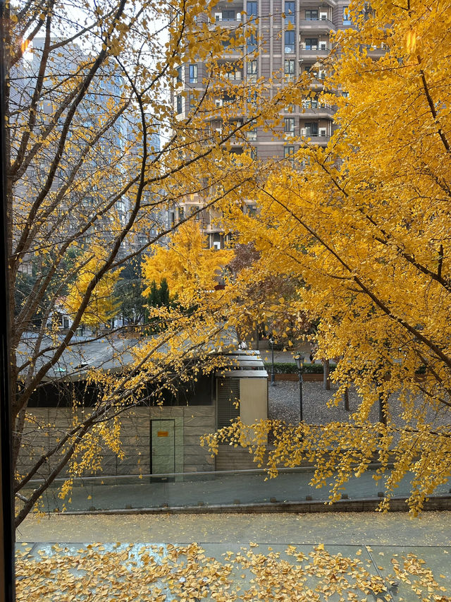 🍂 黃金城道步道｜銀杏滿開的季節 Manner有最佳窗景！