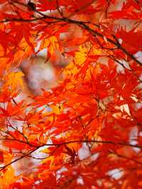【拙政园】蘇州の秋を象徴するような🍁穏やかで美しい時間でした🍁