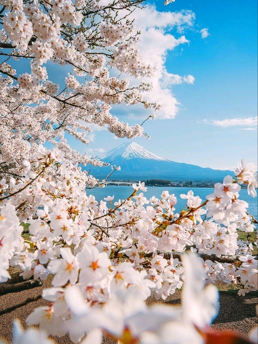 富士山の永遠の桜交響曲」 | Trip.com 富士山