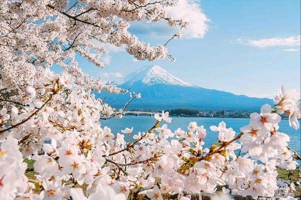 富士山の永遠の桜交響曲」 | Trip.com 富士山