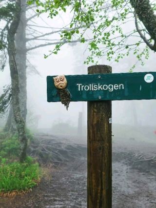 Trollskogen — Where the Forest Learns to Bend with the Wind