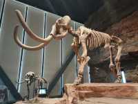 🦕 Baoding Natural History Museum | Bigger, Better, and Worth the Journey