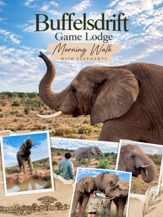 Morning Walk with Elephants 🐘

Buffelsdrift Game Lodge, South Africa

เช้าวันหนึ่งที่ Buffelsdrift Game Lodge เป็นช่วงเวลาที่ได้ใกล้ชิดกับช้างแบบที่แตกต่างจากการชมสัตว์ทั่วไป เพราะครั้งนี้เราไม่ได้มองพวกมันจากระยะไกลบนรถ Safari แต่ได้ออกมาเดินในพื้นที่ธรรมชาติ พร้อมทีมดูแลที่คอยให้ความรู้และดูแลความปลอดภัยตลอดกิจกรรม

บรรยากาศในตอนเช้าสวยมาก ท้องฟ้าเปิดสลับกับก้อนเมฆ และพื้นที่รอบ ๆ เป็นภูมิประเทศกึ่งแห้งแล้งที่มีพุ่มไม้เตี้ย ๆ กระจายอยู่ทั่วบริเวณ ยิ่งได้เห็นช้างเดินอยู่ท่ามกลางธรรมชาติแบบนี้ ยิ่งรู้สึกว่าพวกมันดูยิ่งใหญ่กว่าที่เคยเห็นในสวนสัตว์หลายเท่า

ช่วงที่ประทับใจที่สุดคือการได้ยืนอยู่ใกล้ช้างในระดับสายตา เห็นรายละเอียดของผิวหนัง งวง หู และงาที่ชัดมาก บางตัวเดินเข้ามาใกล้จนสามารถสังเกตพฤติกรรมได้แบบใกล้ ๆ ขณะที่บางช่วงก็ได้เห็นพวกมันเดินไปตามพื้นที่ กินอาหาร หรือเข้าหาแหล่งน้ำตามธรรมชาติ

อีกหนึ่งโมเมนต์ที่ชอบมากคือการได้เห็นช้างหลายตัวอยู่รวมกัน ทั้งภาพที่พวกมันเดินเรียงกันและการเข้าหากันของสมาชิกในกลุ่ม ทำให้กิจกรรมนี้ไม่ได้มีแค่ความตื่นเต้น แต่ยังได้เห็นพฤติกรรมของช้างในบรรยากาศที่เป็นธรรมชาติด้วย

Morning Walk with Elephants จึงเป็นอีกหนึ่งประสบการณ์ที่จำได้ชัดจากการมาแอฟริกา — การได้อยู่ใกล้สัตว์ตัวใหญ่ขนาดนี้ โดยมีธรรมชาติเป็นฉากหลัง และได้ใช้เวลาเฝ้าดูพวกมันอย่างสงบ ๆ 🐘🌿

📍 Buffelsdrift Game Lodge, South Africa
📸 ภาพถ่ายจากต้นฉบับที่ถ่ายด้วยตัวเอง

#BuffelsdriftGameLodgee #MorningWalkWithElephantsants #southafrica #safari #มือสมัครเที่ยว
