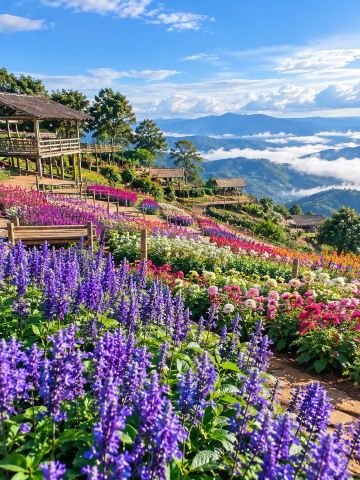 Flower Gardens at Doi Mon Jam, Chiang Mai.
