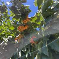 🇺🇸체리따러 함께 가요 “Stutzman Ranch”