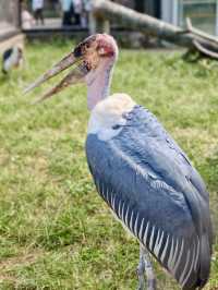 與自然的溫柔邂逅——北京動物園漫遊記