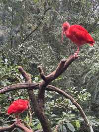 Birds of a feather @ Parque Nacional Das Aves: Foz Do Iguaçu