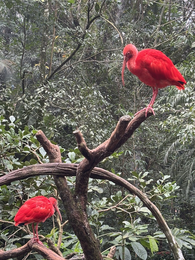 Birds of a feather @ Parque Nacional Das Aves: Foz Do Iguaçu