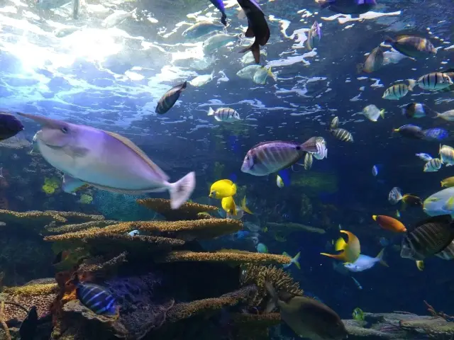 Toronto's Ripley's Aquarium Canada - The biggest aquarium attraction 