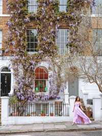 Where to see the wisteria around London