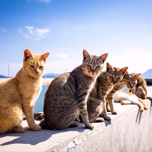 😻 Cat Island Japan ❤️