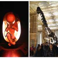 Explore Earth's Wonders at London's Natural History Museum! 🦕🌟