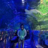 sealife adventure at brighton