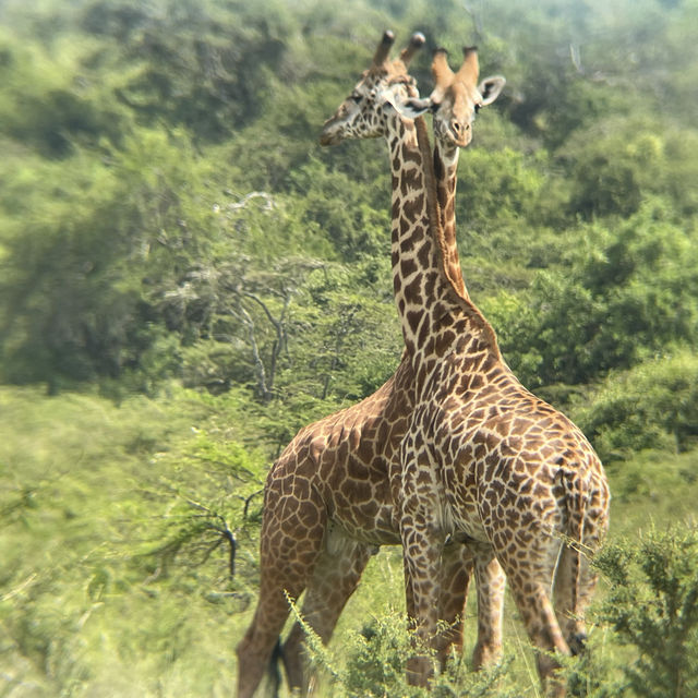 Safari in Rwanda 🇷🇼 