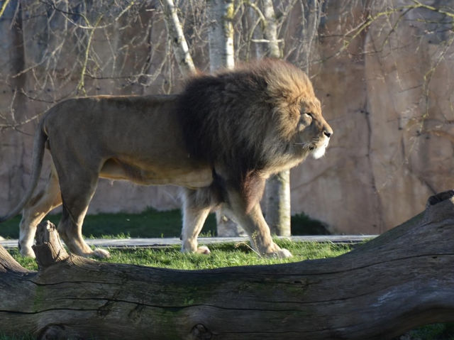 ZooParc de Beauval 🐘