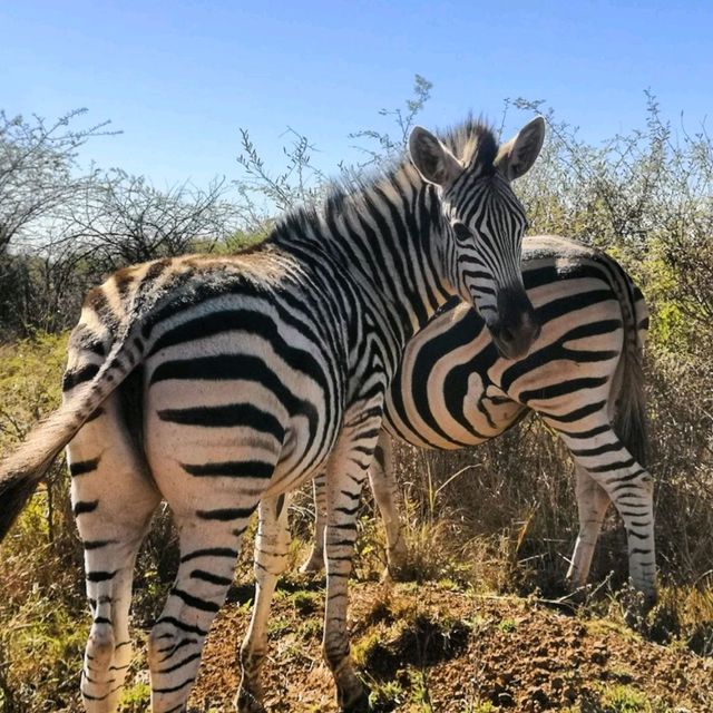 Adventure at a Nature Reserve 🇿🇦