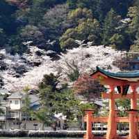 宮島和嚴島神社櫻花🌸