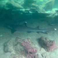Swim with sharks
