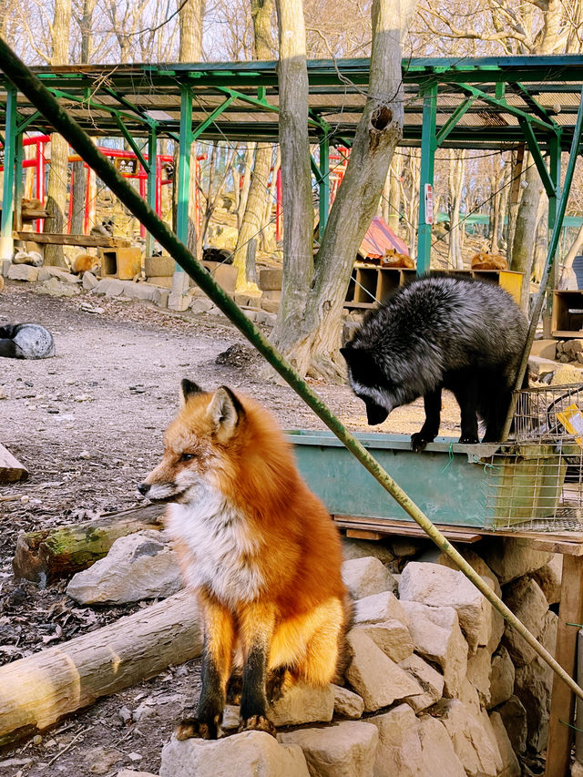 Day Trip from Tokyo to Zao Fox Village  