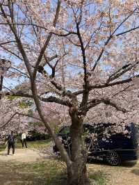 It is also known as the shrine where the Gion Festival was born.