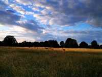 Bushy Park: A Green Oasis in the Heart of London