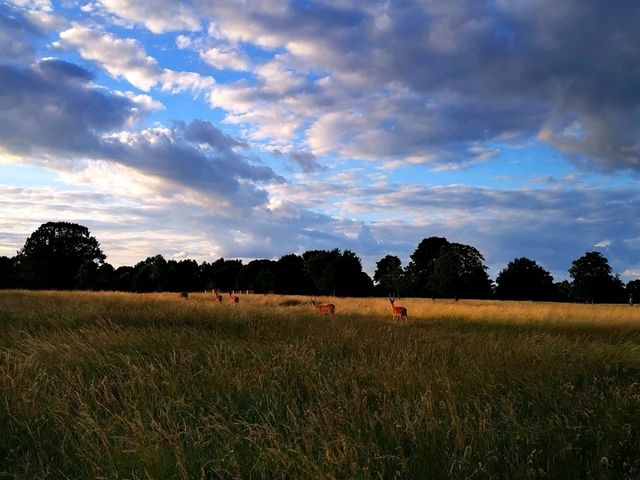 Bushy Park: A Green Oasis in the Heart of London