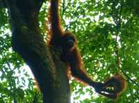 Meeting with Orang utang in Bukit Lawang