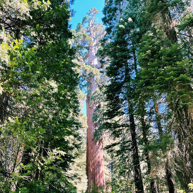 🚗 Transportation Tips for Visiting Sequoia National Park