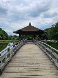 🦌 Morning or Afternoon in Nara Park? Here's What You Need to Know!