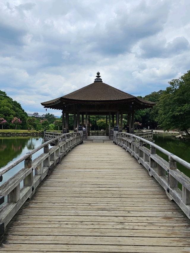 🦌 Morning or Afternoon in Nara Park? Here's What You Need to Know!