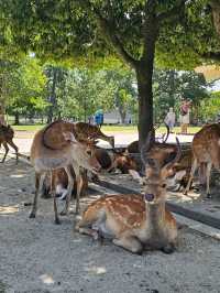 🦌 Morning or Afternoon in Nara Park? Here's What You Need to Know!