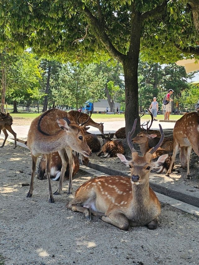 🦌 Morning or Afternoon in Nara Park? Here's What You Need to Know!