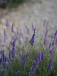 Provence | Brilliant place for lavender pictures 