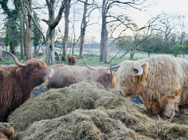 A taste of the countryside just a stone’s throw from Liverpool! 