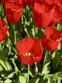 ๐บ More Than Just Flowers