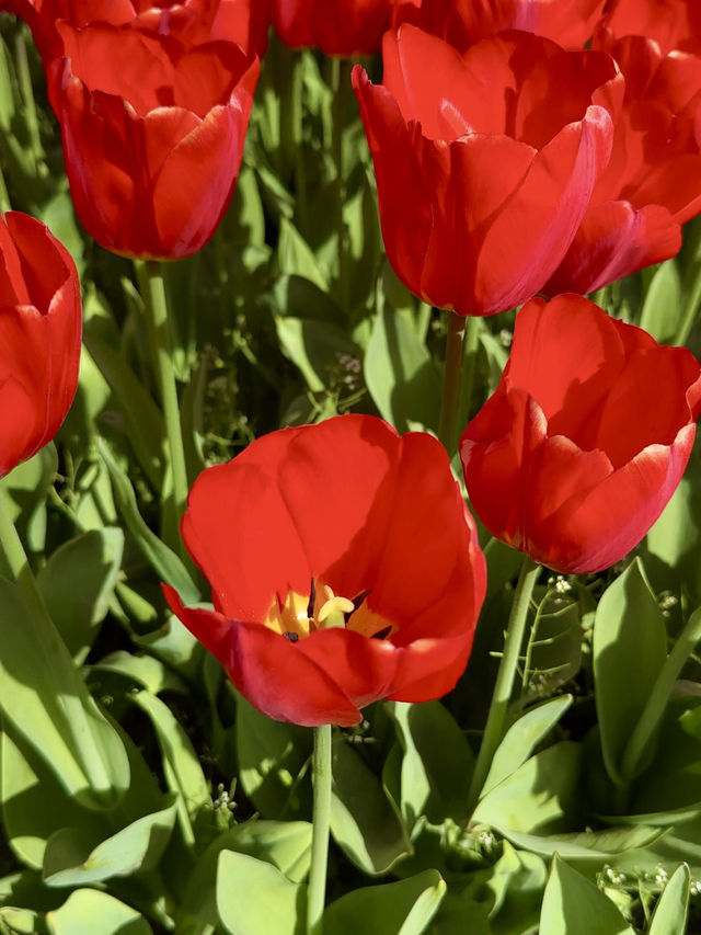 ๐บ More Than Just Flowers ๐บ More Than Just Flowers