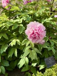 ๐บ More Than Just Flowers