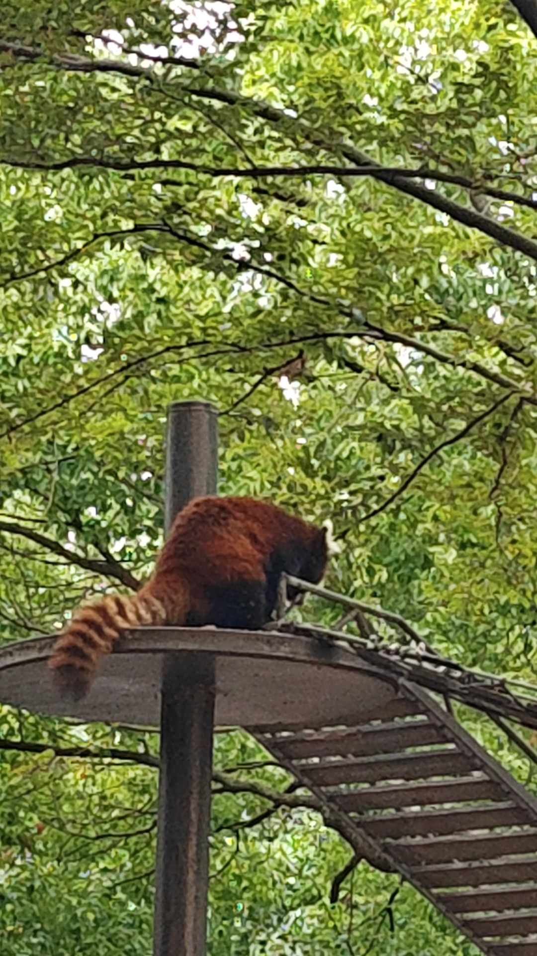 上海野生動物園的精彩野生動物之旅