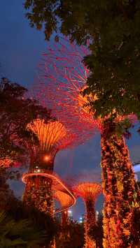 Unforgettable Day and Night at Gardens by the Bay, Singapore