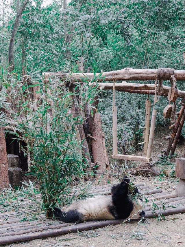 Giant Pandas in Chengdu! 🐼 