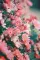 Luna_Moonhaven_81