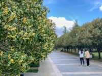 キンモクセイ香る「桂花公園」