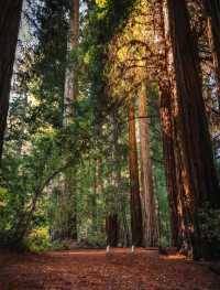 The scenery of the world's largest redwood tree is famous worldwide.