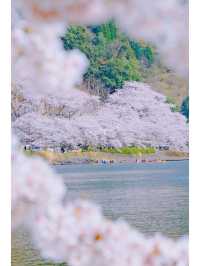This year, my memories 📸 (photo album) of cherry blossoms 🌸 at Lake Biwa.