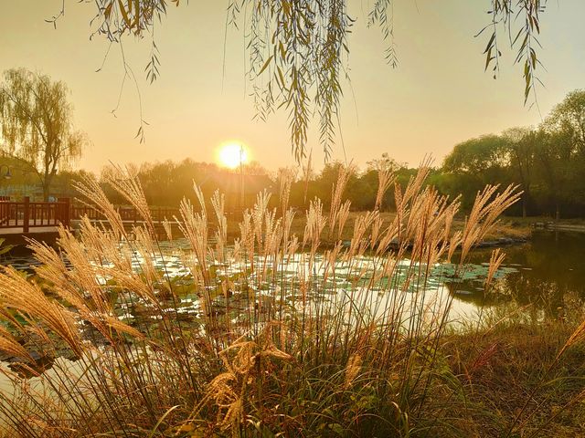 擁有森林棧道的天津免費公園
