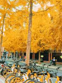 上海的“落葉不掃”景觀道為這座城市帶來了以下獨特的繽紛街景