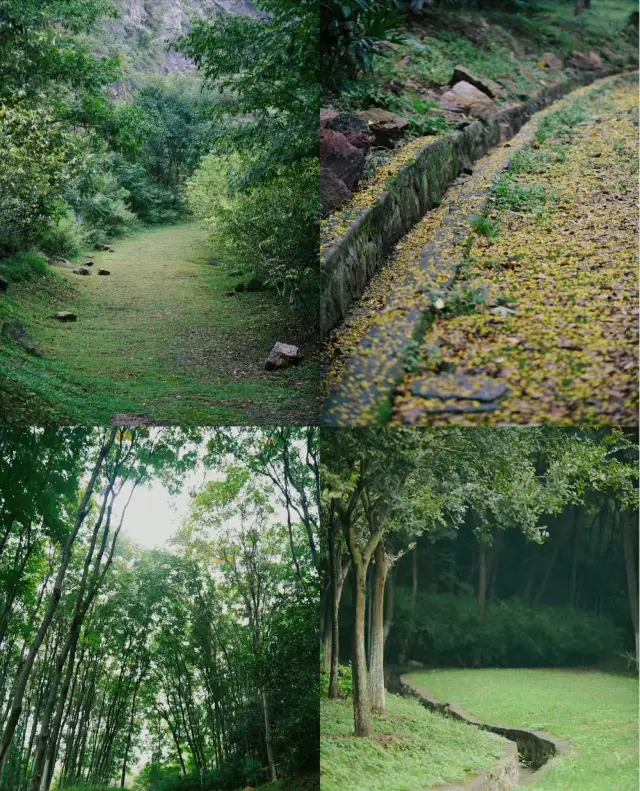 南京江邊隱秘的小樹林，綠野仙蹤 藏在這