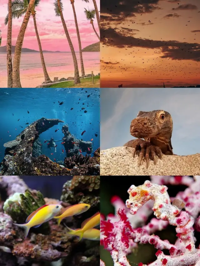 Komodo Island Travel Must-See Guide!!