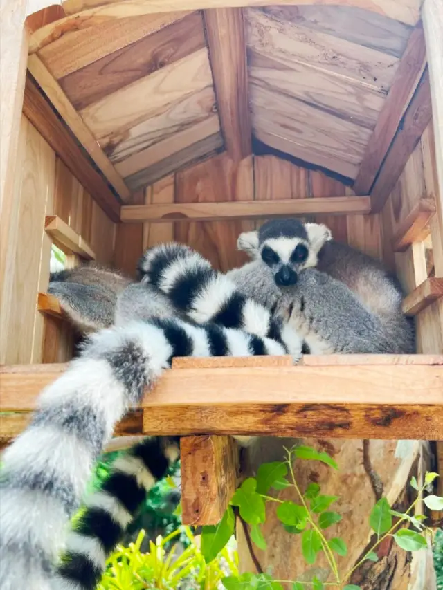 泰國綠山動物園真的太值了